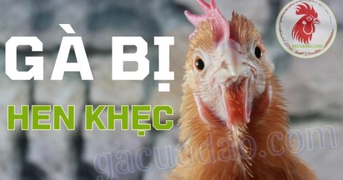 Gà bị hen khẹc – Cứu nguy đàn gà khỏi cơn ác mộng hen khẹc