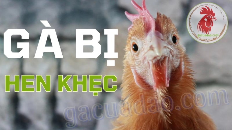 Gà bị hen khẹc - Cứu nguy đàn gà khỏi cơn ác mộng hen khẹc