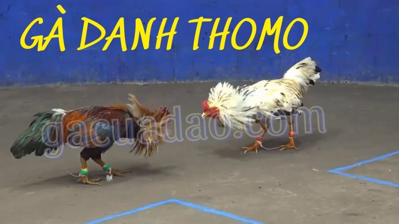 Những đặc điểm của gà danh Thomo