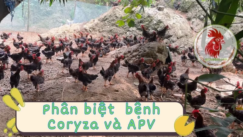 Phân biệt bệnh Coryza và APV ở gà