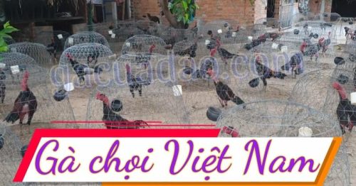 Top 05 giống gà chọi Việt Nam đá hay nhất hiện nay