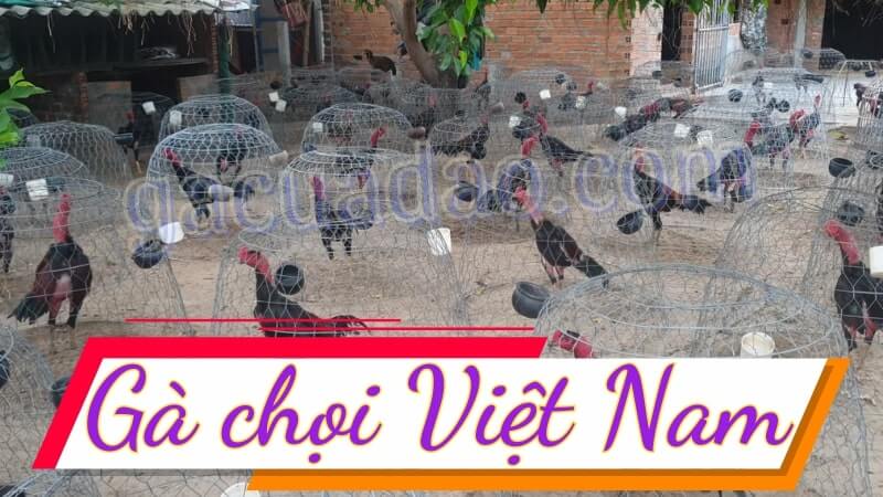 Top 05 giống gà chọi Việt Nam đá hay nhất hiện nay