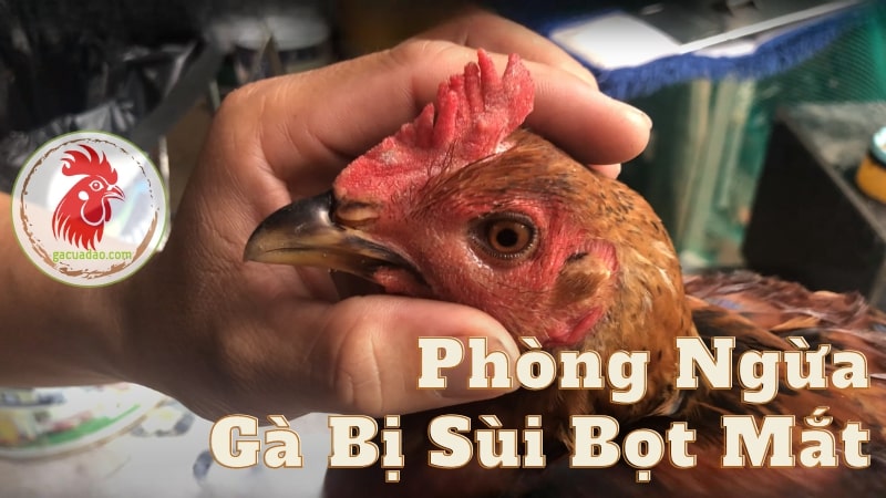 Phòng ngừa gà bị sùi bọt mắt