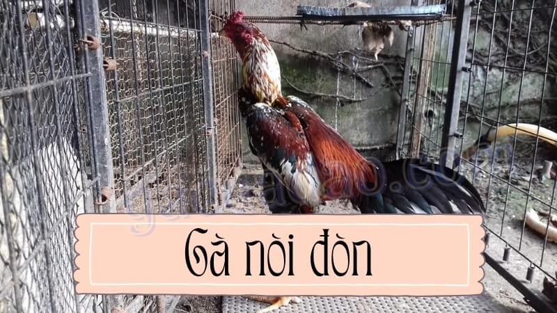 Gà nòi đòn là gì? Sự khác biệt giữa gà đòn nòi và gà đá cựa