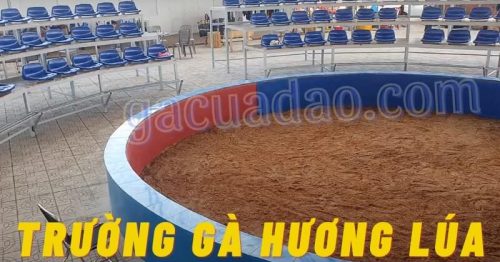 Chinh phục đam mê gà chọi cùng trường gà Hương Lúa