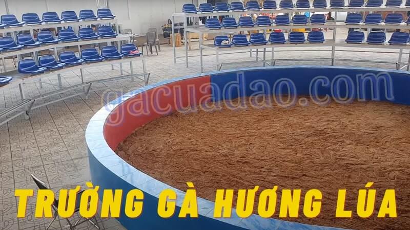 Chinh phục đam mê gà chọi cùng trường gà Hương Lúa