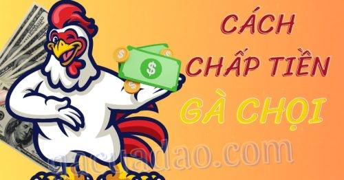 Bật mí cách chấp tiền gà chọi thông minh, chuẩn xác