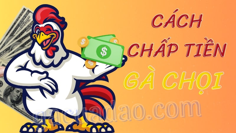 Bật mí cách chấp tiền gà chọi thông minh, chuẩn xác