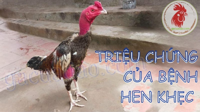 Triệu chứng của bệnh hen ở gà