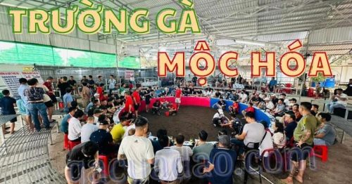 Trường gà Mộc Hóa – Địa chỉ xem trực tiếp đá gà hôm nay