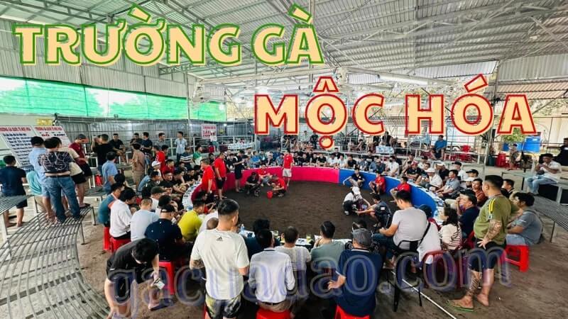 Trường gà Mộc Hóa – Địa chỉ xem trực tiếp đá gà hôm nay