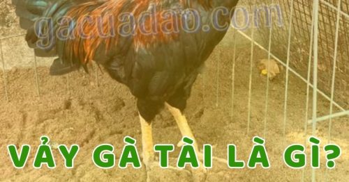 Vảy gà tài là gì? Cách nhận biết các loại vảy gà tài