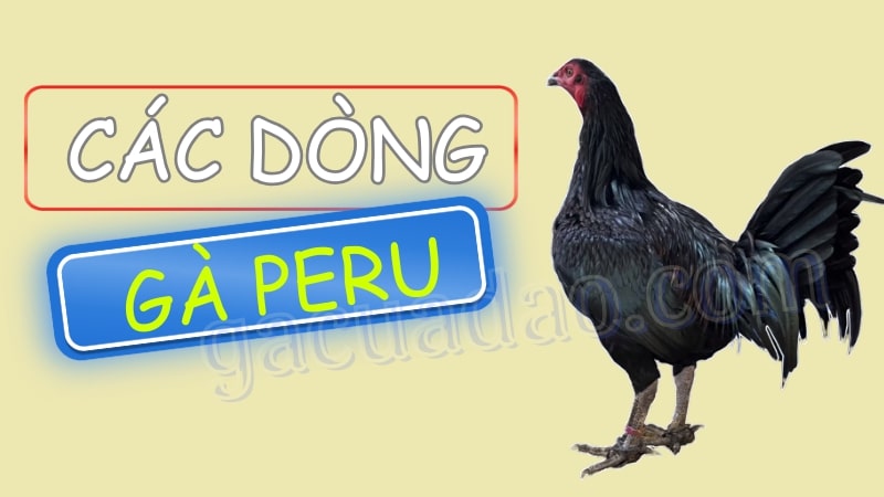 Các dòng gà đá Peru phổ biến hiện nay