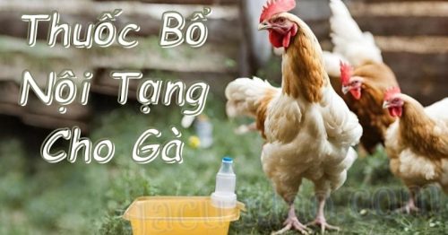 Thuốc bổ nội tạng cho gà: Bí quyết cho đàn gà khỏe mạnh