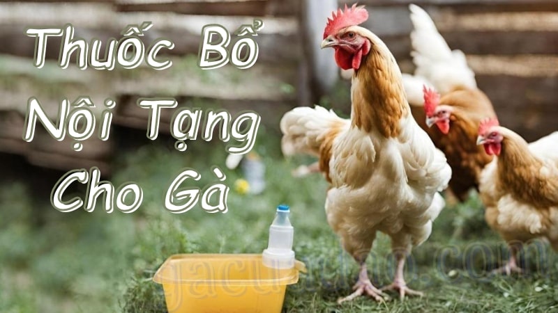 Thuốc bổ nội tạng cho gà: Bí quyết cho đàn gà khỏe mạnh