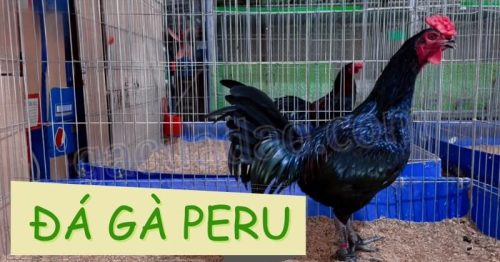 Đá gà peru – Giải mã sức hút của mãnh hổ nước Nam Mỹ