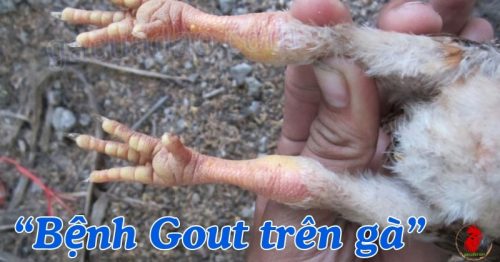 Bệnh gout là gì? Gà bị gout nên chữa trị như thế nào?