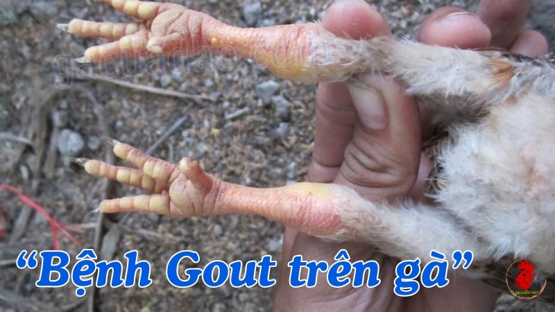 Bệnh gout là gì? Gà bị gout nên chữa trị như thế nào?