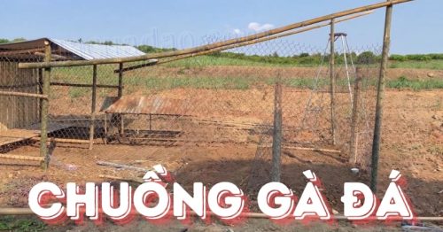 Cách làm chuồng gà đá bằng tre và một số lưu ý cần biết