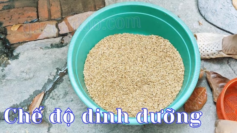 Chế độ dinh dưỡng và tập luyện