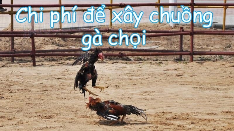 Chi phí để xây chuồng gà chọi