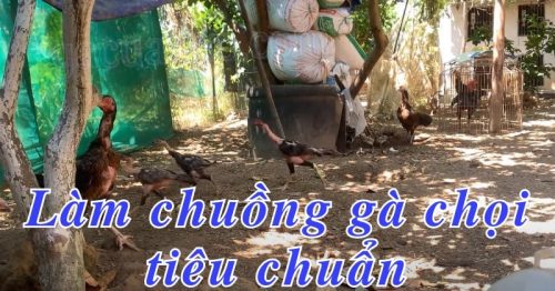 Cách xây dựng làm chuồng gà chọi đá theo tiêu chuẩn