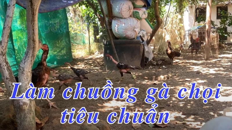 Cách xây dựng làm chuồng gà chọi đá theo tiêu chuẩn