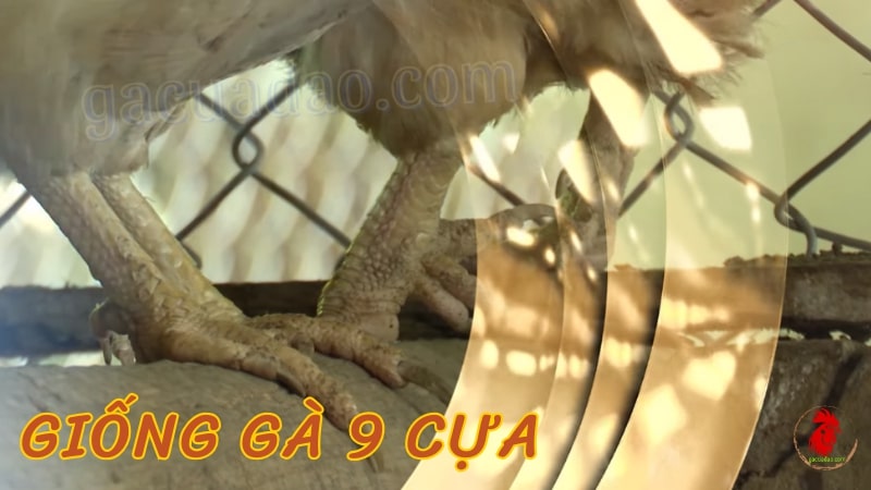 Khu vực phân bố của giống gà 9 cựa