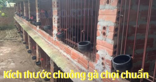 Kích thước chuồng gà chọi chuẩn giúp chiến kê sung sức