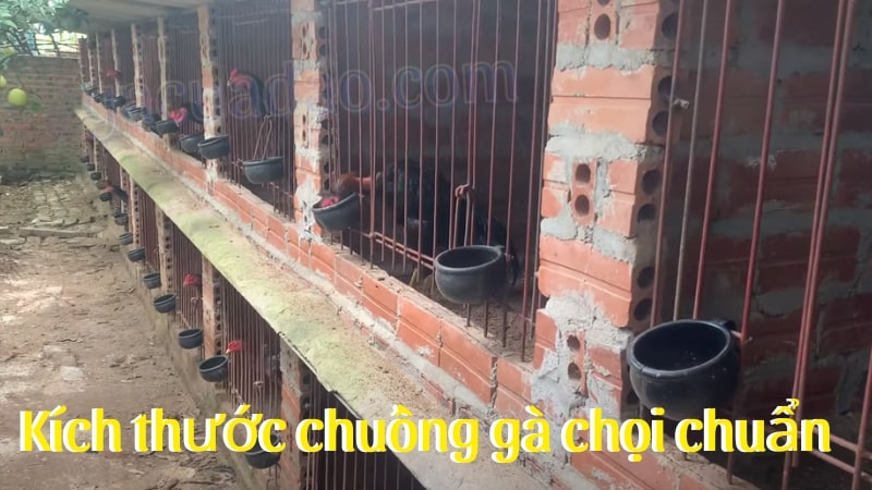 Kích thước chuồng gà chọi chuẩn giúp chiến kê sung sức