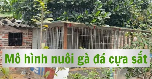 Mô hình nuôi gà đá cựa sắt hiệu quả và bền vững