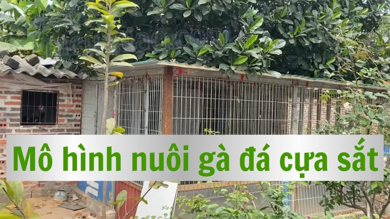 Vì sao nên sử dụng mô hình nuôi gà đá cựa sắt chuẩn?