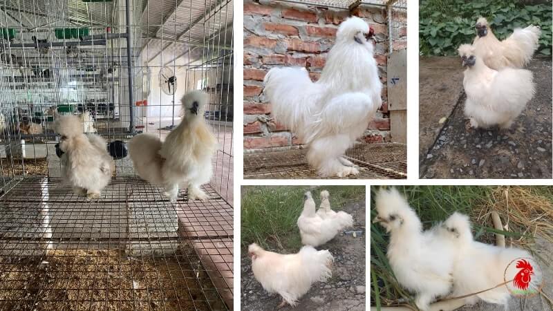 Các dòng gà Silkie phổ biến