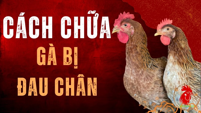 Cách chữa gà bị đau chân