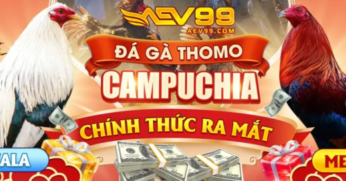  AEV99 Trang  Đá gà Trực Tiếp Thomo – Nhà Cái Đá Gà Uy Tín Hot Nhất Hiện Nay