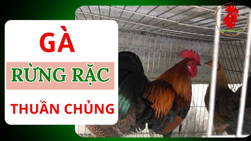 Bí kíp chọn gà rừng rặc thuần chủng