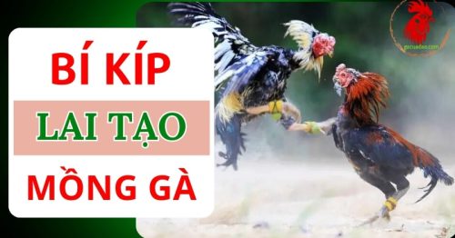 Cách lai tạo mồng gà chi tiết giúp chiến kê khỏe mạnh