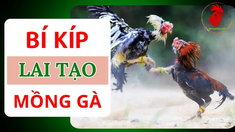 Cách lai tạo mồng gà chi tiết giúp chiến kê khỏe mạnh