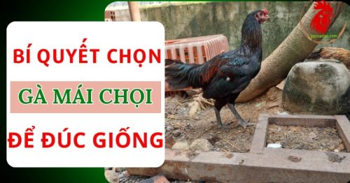 Chọn gà mái chọi: Chìa khóa vàng để sở hữu chiến kê vô địch