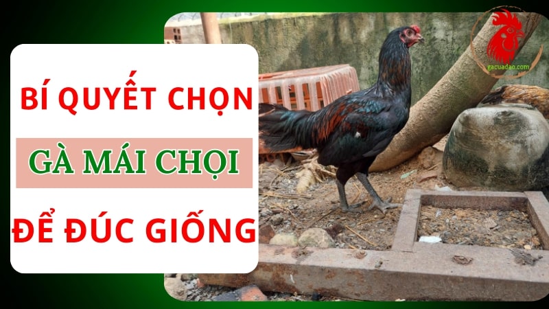 Chọn gà mái chọi: Chìa khóa vàng để sở hữu chiến kê vô địch