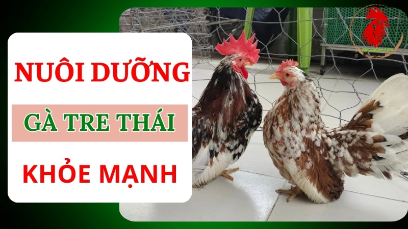 Bí quyết nuôi dưỡng gà tre Thái khỏe mạnh