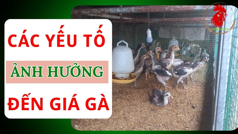 Các yếu tố ảnh hưởng đến giá gà chọi con