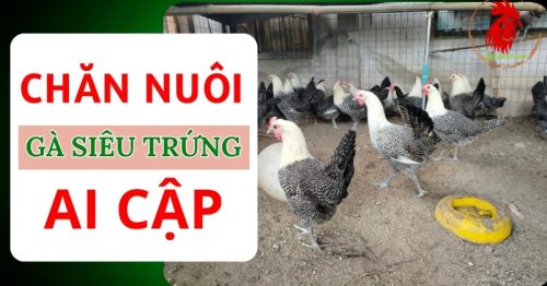 Kỹ thuật nuôi gà siêu trứng Ai Cập đem lại năng suất cao