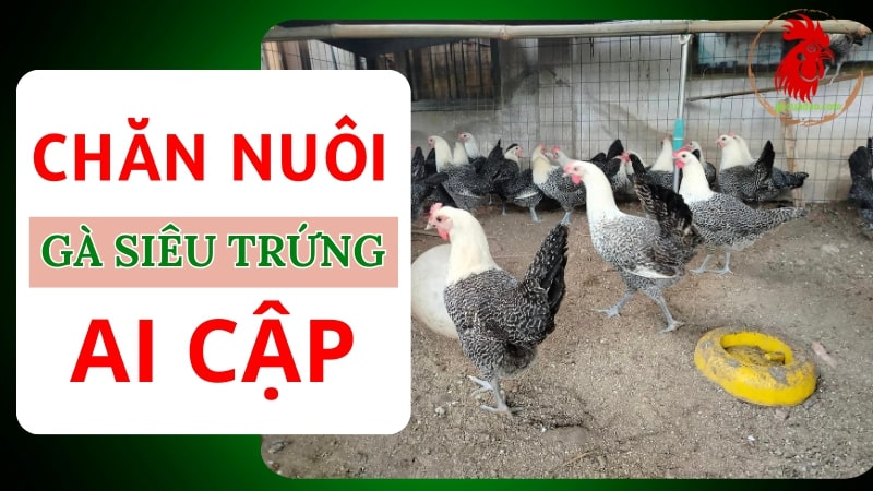 Kỹ thuật nuôi gà siêu trứng Ai Cập đem lại năng suất cao