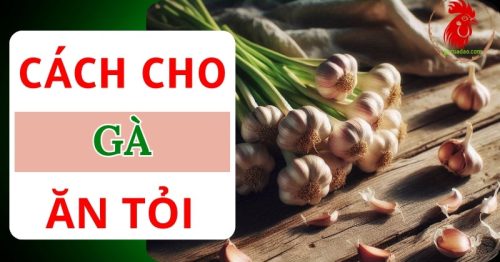 Cho gà ăn tỏi – Công dụng tuyệt vời tăng sức mạnh chiến đấu