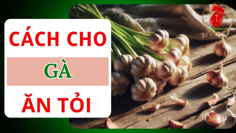 04 cách cho gà ăn tỏi được nhiều chuyên gia khuyên dùng