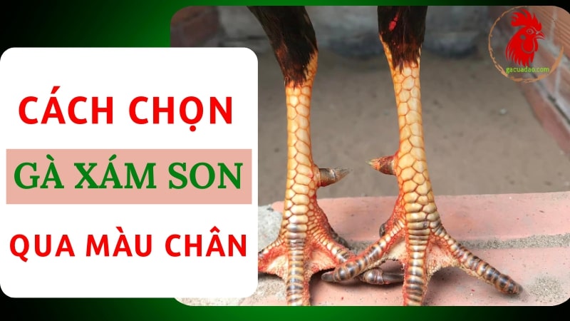 Cách chọn gà Xám Son qua màu chân