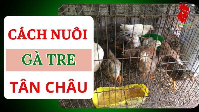 Cách nuôi và chăm sóc giống gà tre Tân Châu