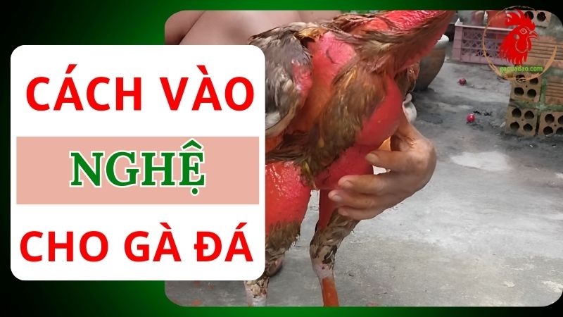 Cách vào nghệ cho gà chọi hiệu quả từ dân chuyên nghiệp