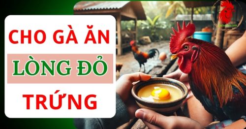 Cho gà chọi ăn lòng đỏ trứng có giúp chiến binh dũng mãnh?